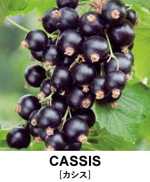 シャトー ムートン ロートシルト 2000｜House of Otium