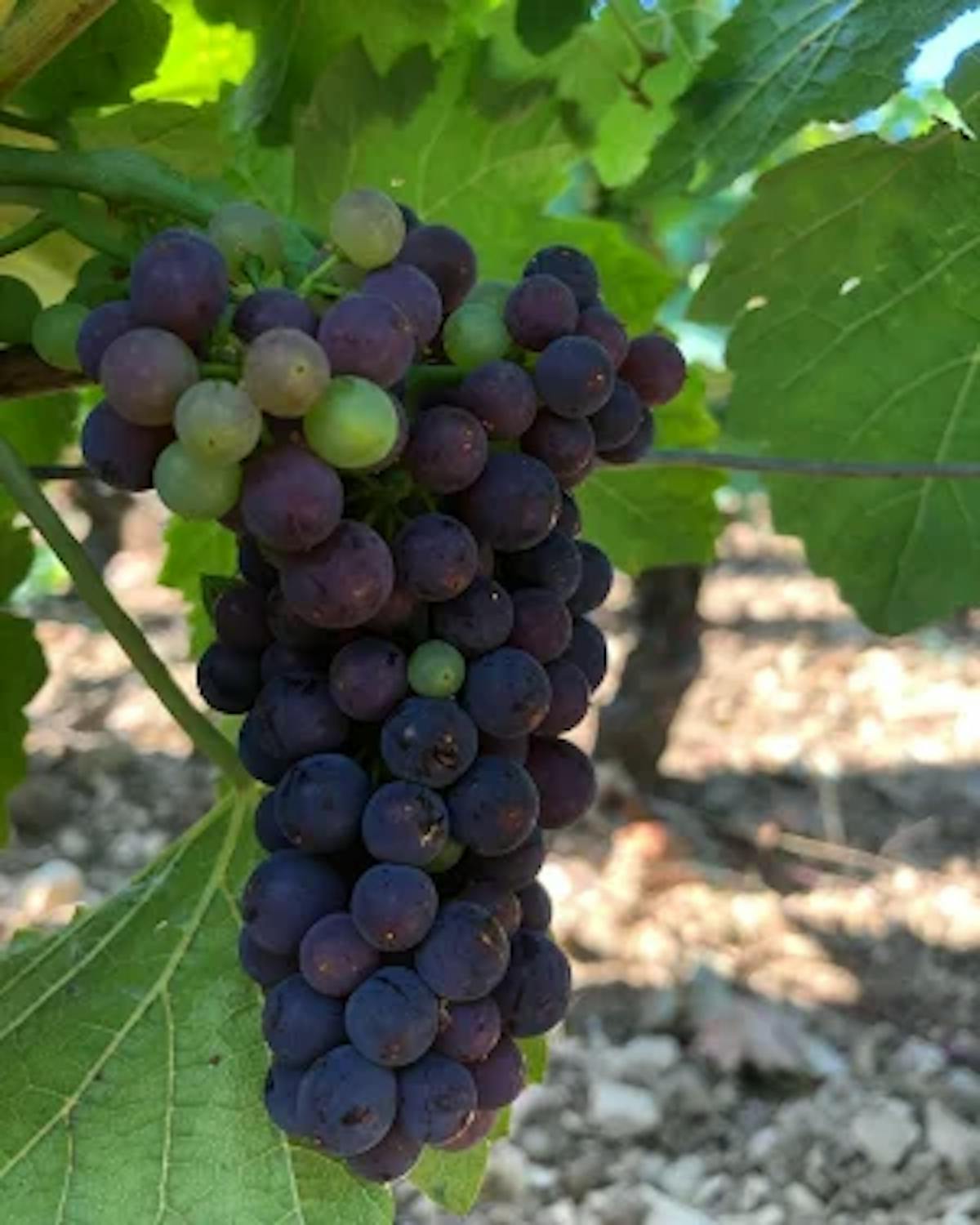 ドメーヌ フーリエ ラトリシエール シャンベルタン ヴィエイユ