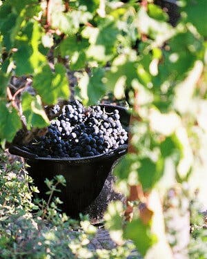 1998 シャトー・ランシュ・バージュ ポイヤック村 スーパーセカンド