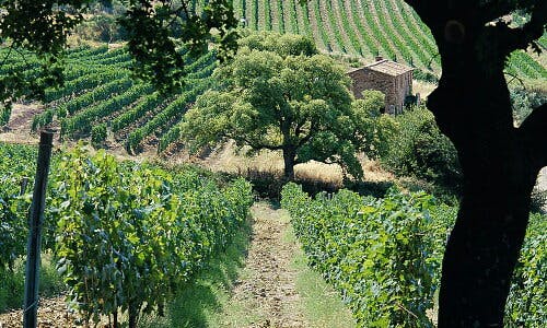 テヌータ サン グイド 'グイダルベルト' トスカーナIGT 2020｜House of